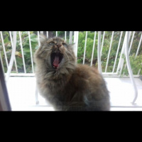 Maine Coon, Kedi  Pofuruk fotoğrafı