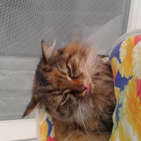 Maine Coon, Kedi  Pofuruk fotoğrafı