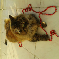 Maine Coon, Kedi  Pofuruk fotoğrafı
