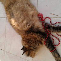 Maine Coon, Kedi  Pofuruk fotoğrafı