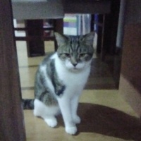 Tekir Kedi, Kedi  Balım fotoğrafı