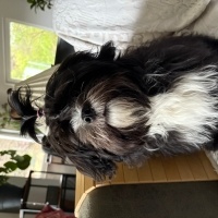 Shih Tzu, Köpek  Laika fotoğrafı