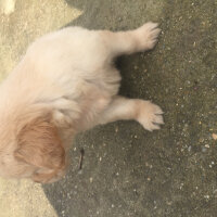 Golden Retriever, Köpek  Asya fotoğrafı