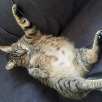 Tekir Kedi, Kedi  Fındık fotoğrafı