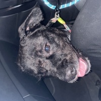 Maltese, Köpek  Karam fotoğrafı