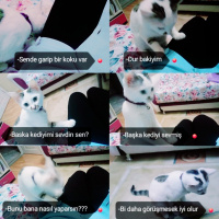 Tekir Kedi, Kedi  Çakıl fotoğrafı
