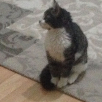 Tekir Kedi, Kedi  Umut fotoğrafı
