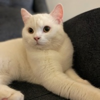 British Shorthair, Kedi  Asil fotoğrafı
