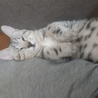 Ocicat, Kedi  Momo fotoğrafı