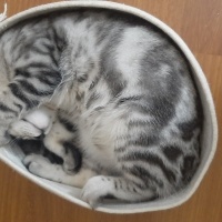 Ocicat, Kedi  Momo fotoğrafı