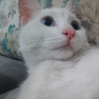 Ankara Kedisi, Kedi  Ankara Kedisi fotoğrafı