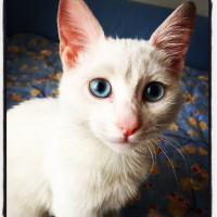 Ankara Kedisi, Kedi  Ankara Kedisi fotoğrafı