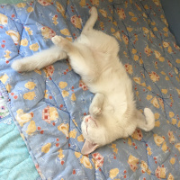 Ankara Kedisi, Kedi  Ankara Kedisi fotoğrafı