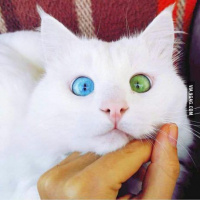 Ankara Kedisi, Kedi  Ankara Kedisi fotoğrafı