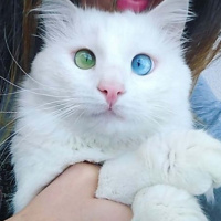 Ankara Kedisi, Kedi  Ankara Kedisi fotoğrafı