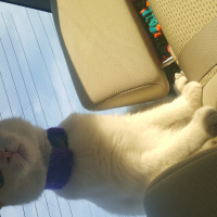 Ankara Kedisi, Kedi  Ankara Kedisi fotoğrafı