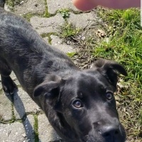 Cane Corso Italiano, Köpek  venus fotoğrafı