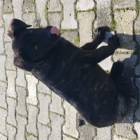 Cane Corso Italiano, Köpek  venus fotoğrafı