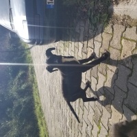 Cane Corso Italiano, Köpek  venus fotoğrafı