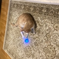 Tekir Kedi, Kedi  müezza bey fotoğrafı