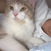 Tekir Kedi, Kedi  müezza bey fotoğrafı
