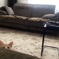 Tekir Kedi, Kedi  müezza bey fotoğrafı