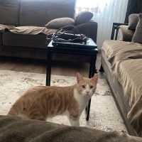 Tekir Kedi, Kedi  müezza bey fotoğrafı