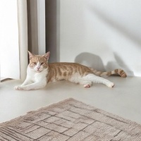 Tekir Kedi, Kedi  müezza bey fotoğrafı
