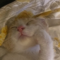 Tekir Kedi, Kedi  müezza bey fotoğrafı