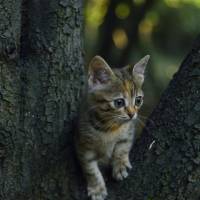 York Chocolate, Kedi  Parinaz fotoğrafı