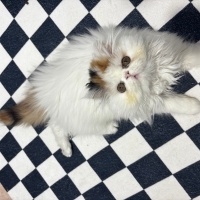 Exotic Shorthair, Kedi  Badem fotoğrafı