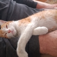 Sarman, Kedi  Tarçın fotoğrafı