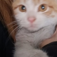 Sarman, Kedi  Tarçın fotoğrafı