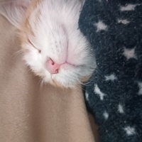 Sarman, Kedi  Tarçın fotoğrafı