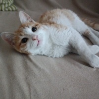 Sarman, Kedi  Tarçın fotoğrafı