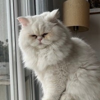 British Longhair, Kedi  Sade fotoğrafı