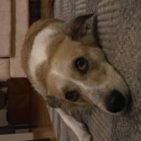 Jack Russell Terrier, Köpek  Maloos fotoğrafı