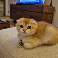 Scottish Fold, Kedi  İsimsiz fotoğrafı