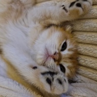 Scottish Fold, Kedi  İsimsiz fotoğrafı