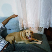 Golden Retriever, Köpek  Herkül  fotoğrafı