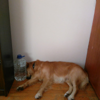 Golden Retriever, Köpek  Zeus fotoğrafı