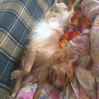 Golden Retriever, Köpek  Zeus fotoğrafı