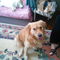Golden Retriever, Köpek  Zeus fotoğrafı