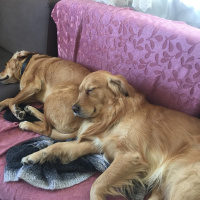 Golden Retriever, Köpek  Zeus fotoğrafı