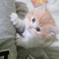 İran Kedisi (Persian), Kedi  Ayık & Bayık fotoğrafı