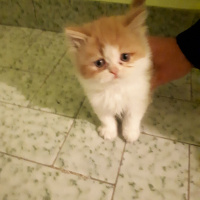 İran Kedisi (Persian), Kedi  Ayık & Bayık fotoğrafı