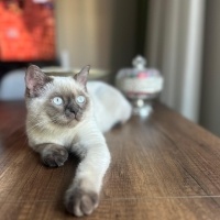 British Shorthair, Kedi  Luffy fotoğrafı