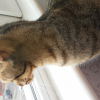 Tekir Kedi, Kedi  awges fotoğrafı