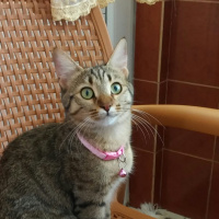 Tekir Kedi, Kedi  awges fotoğrafı