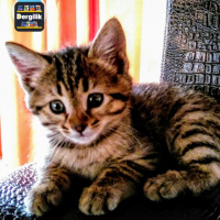 Tekir Kedi, Kedi  awges fotoğrafı
